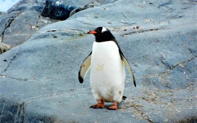 Was ist Google Penguin?