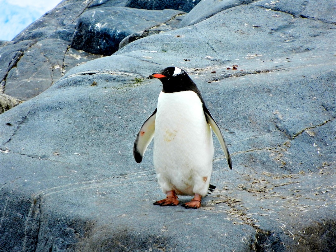 What is Google Penguin?